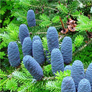 Abies Koreana